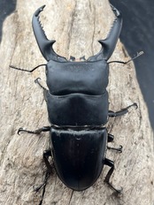 【WD】《パラワンオオヒラタクワガタ ロハス産 94mm ペア》