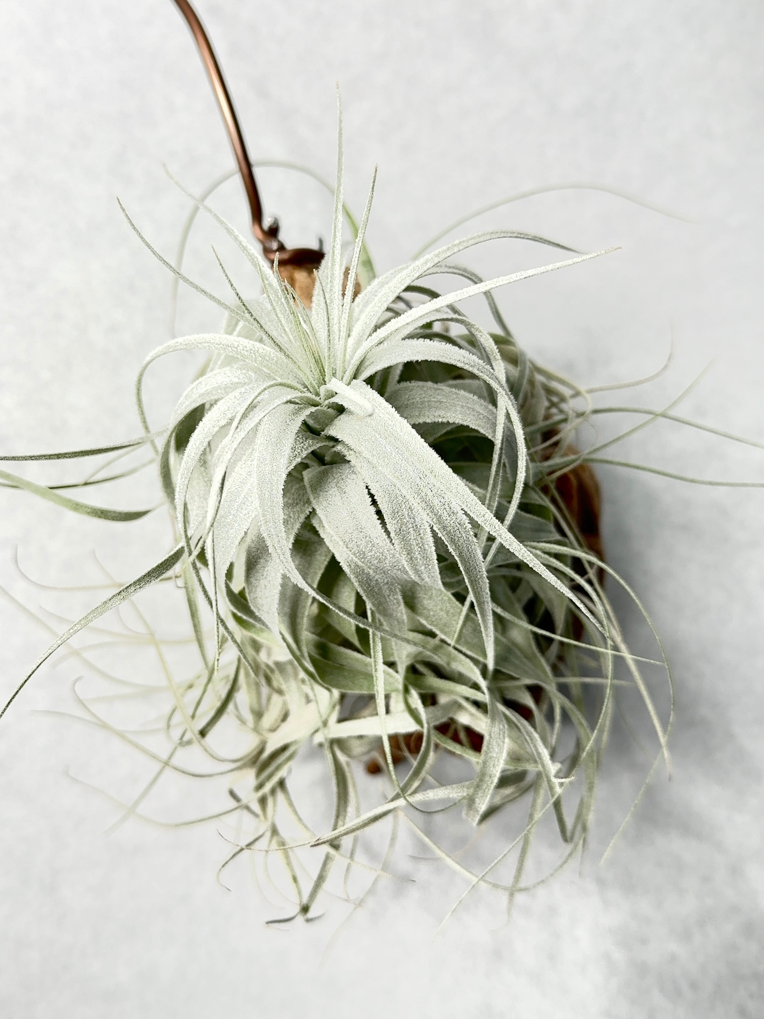 チャペウエンシス・チュリフォルミス実生 | trigger