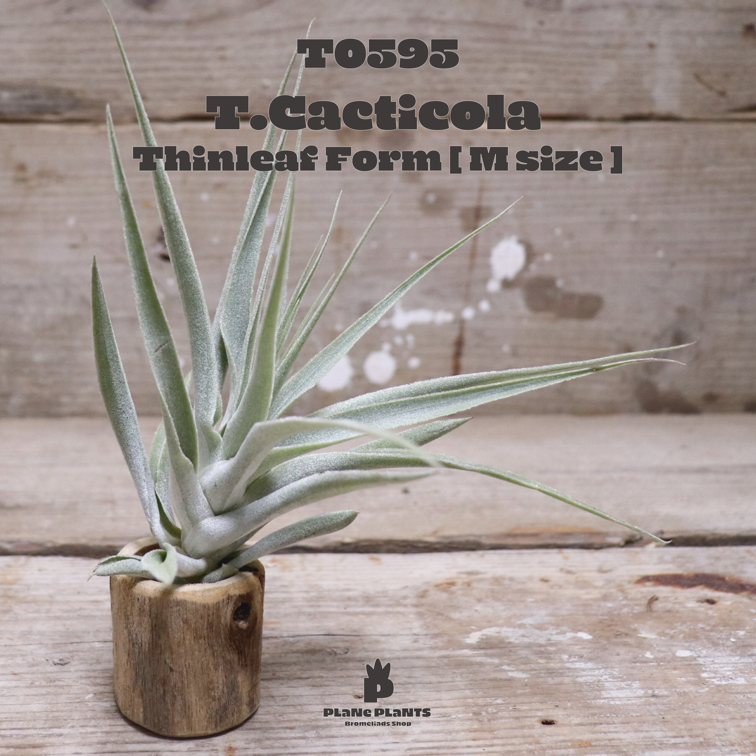 【送料無料】cacticola Thin Leaf〔エアプランツ〕現品発送T0595