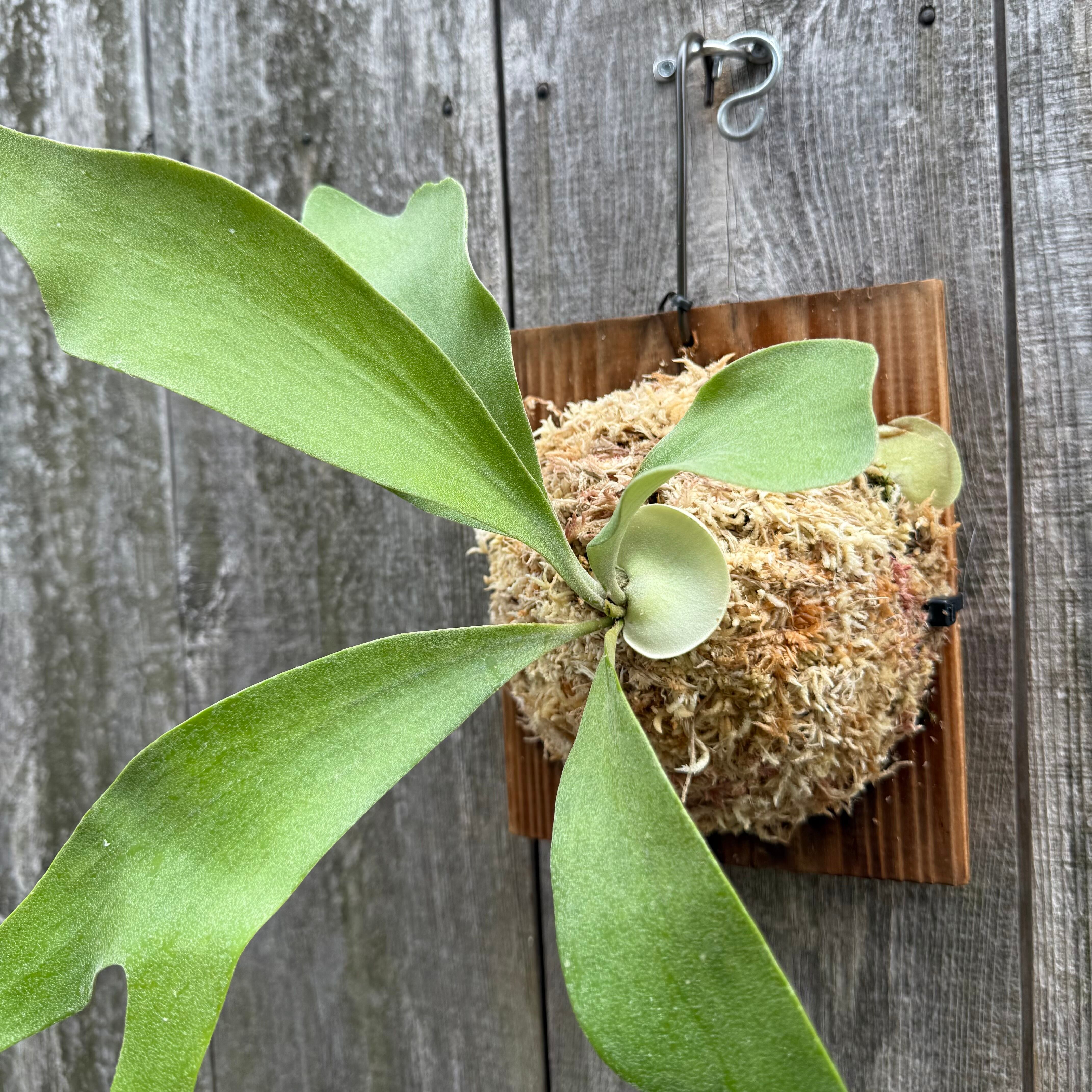 P. Little Finger (pup) | naturefix