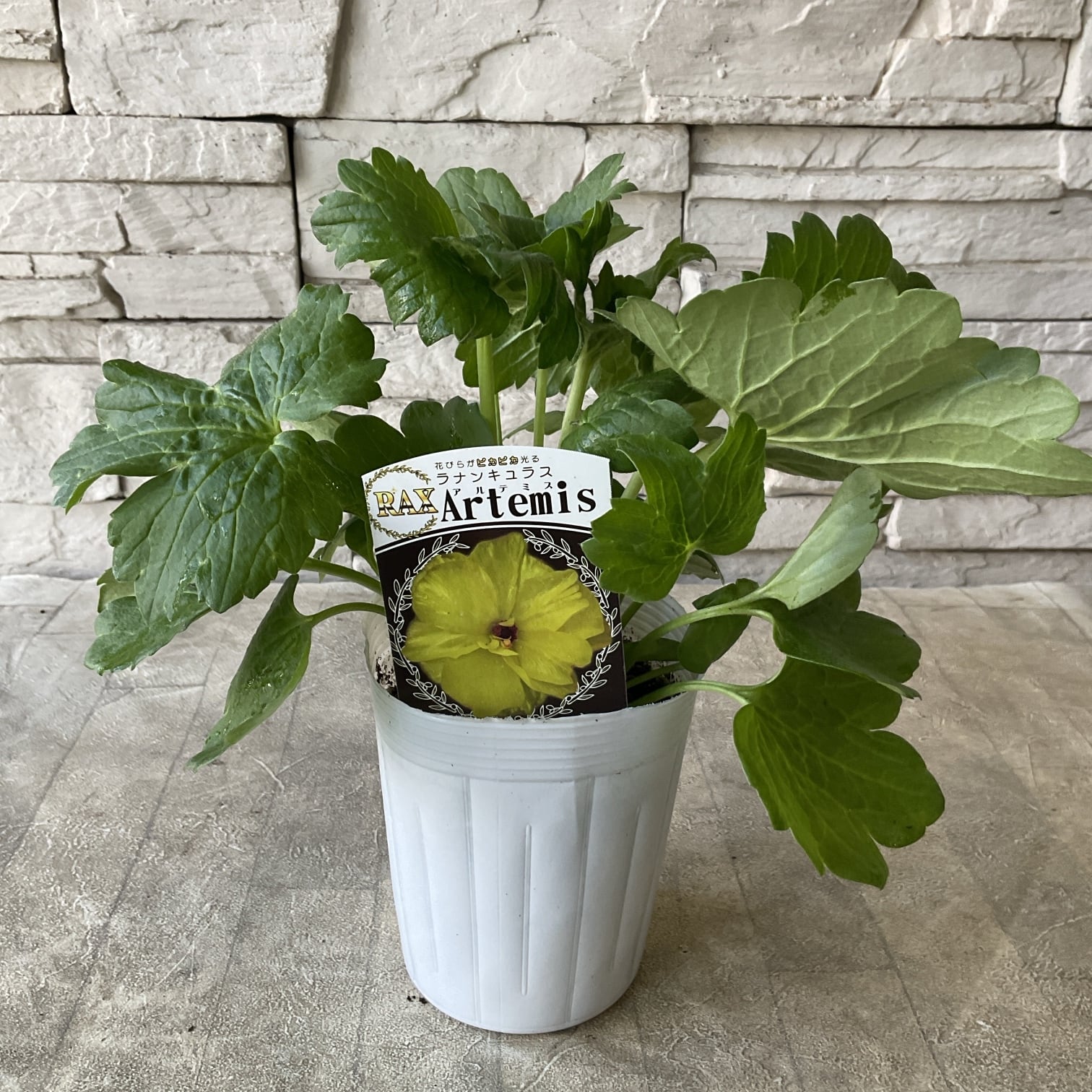 ラナンキュラス ラックス 選べる17種 | 橋本種苗園