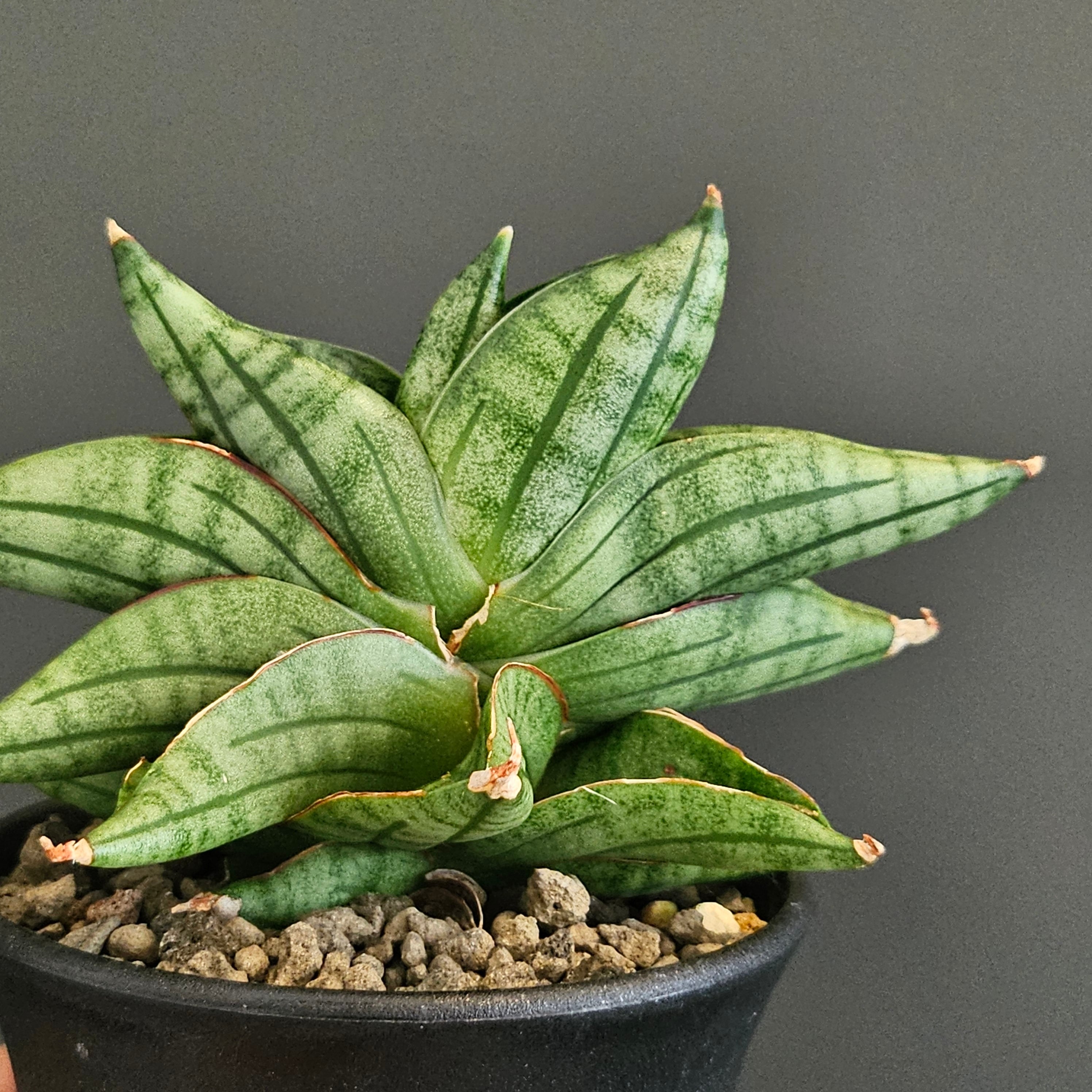 Sansevieria viena サンスベリア ヴィエナ | Plants Baka