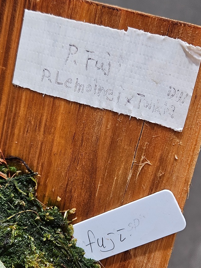 P. Fuji (Lemoinei × TonklaDW)【artPLANTs/PLANTS GARAGE】  ビカクシダ/Platycerium