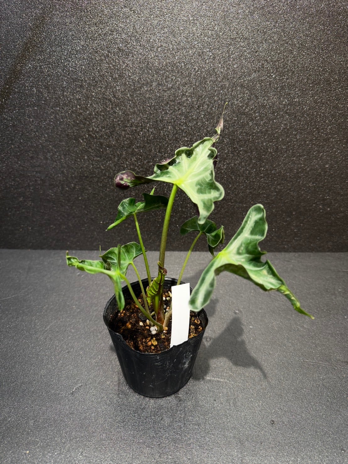 Alocasia Loco アロカシア・ロコ アロカシア・ロコ Alocasia 'Loco' | Plants Baka