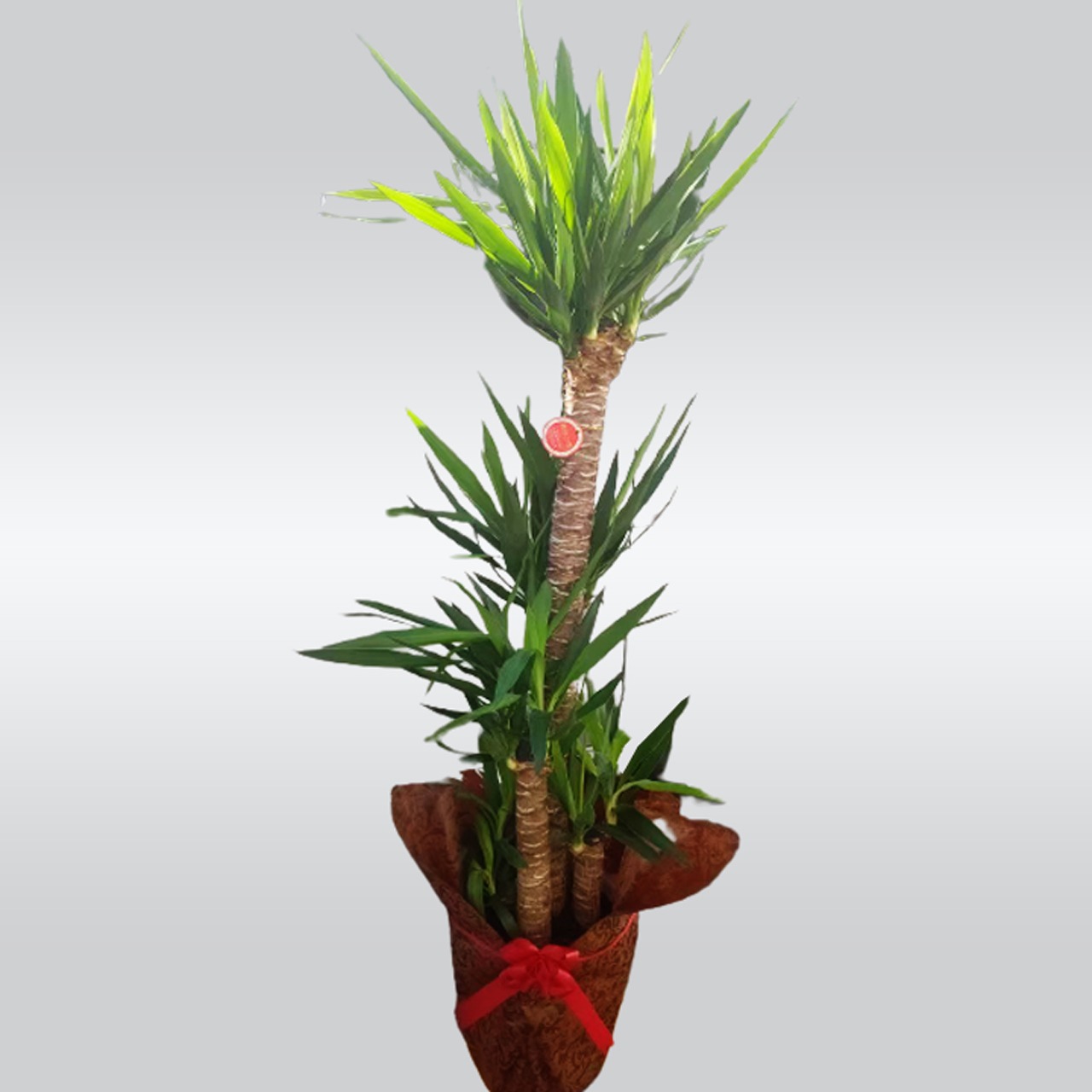 観葉植物　Lサイズ