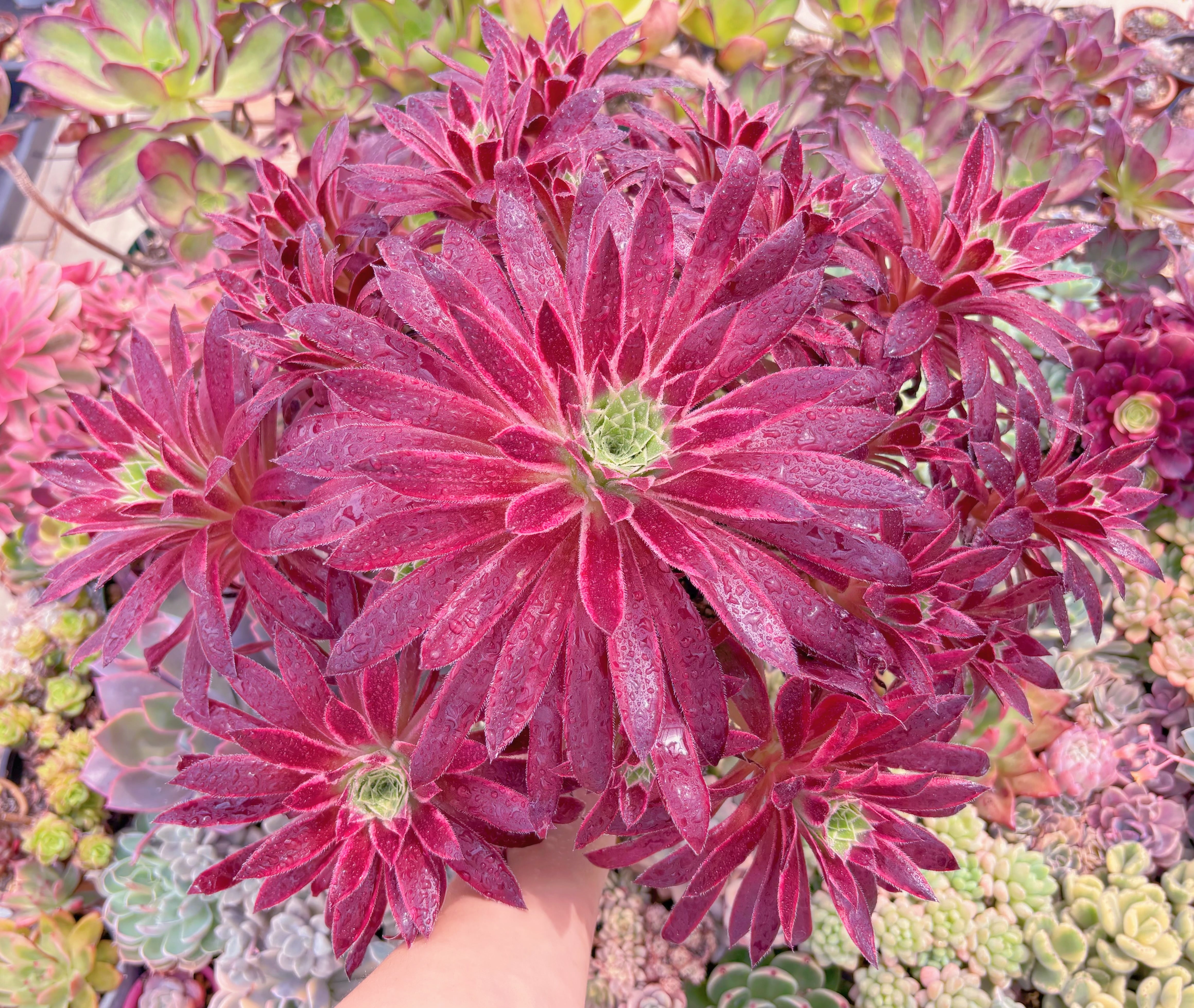 現品　鳳凰錦#636　特特大群生　直径約45cm　新入荷　るる農園