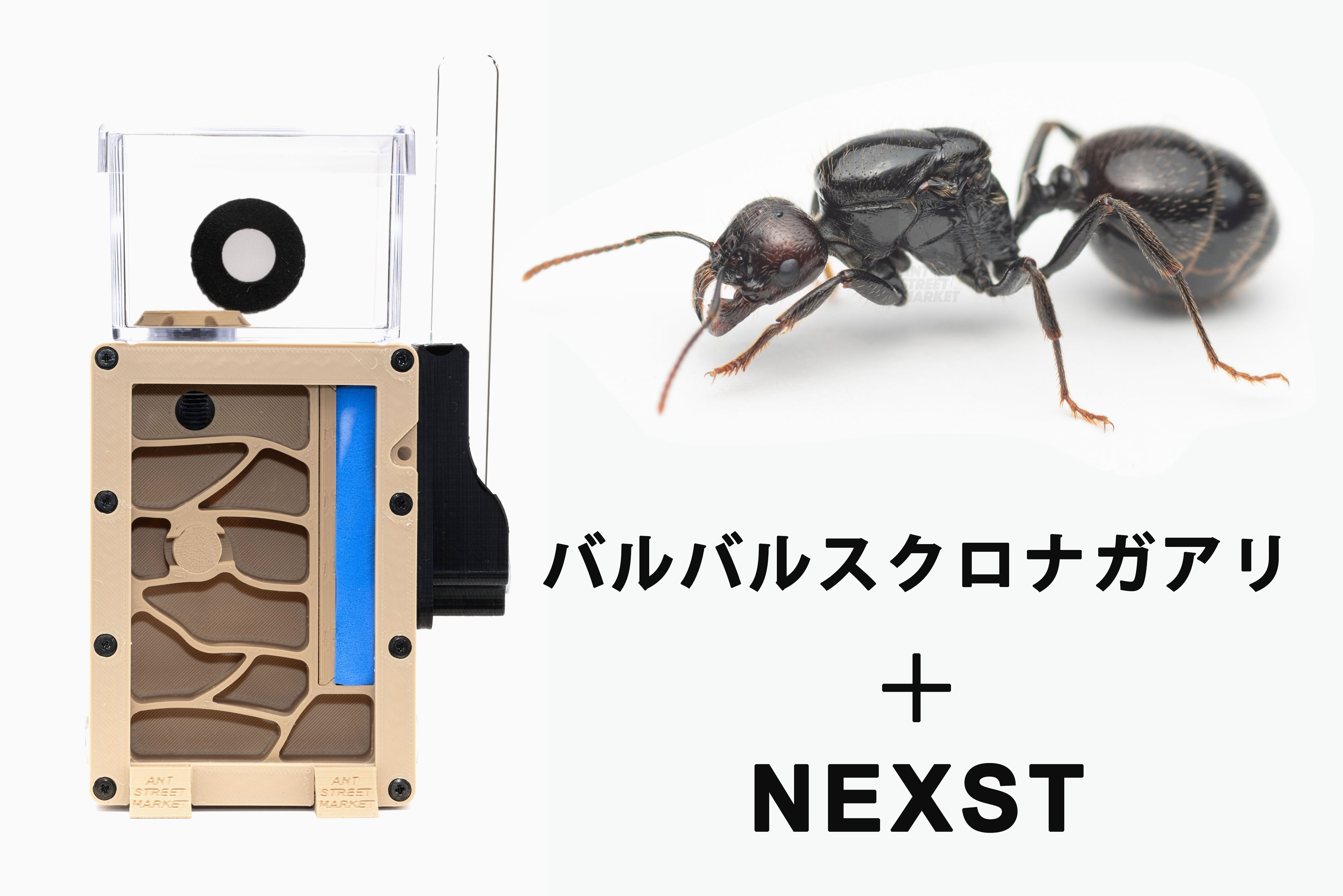 飼育ケース | ANT STREET MARKET / アリ販売店