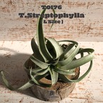 【送料無料】ストレプトフィラML〔エアプランツ〕現品発送T0176