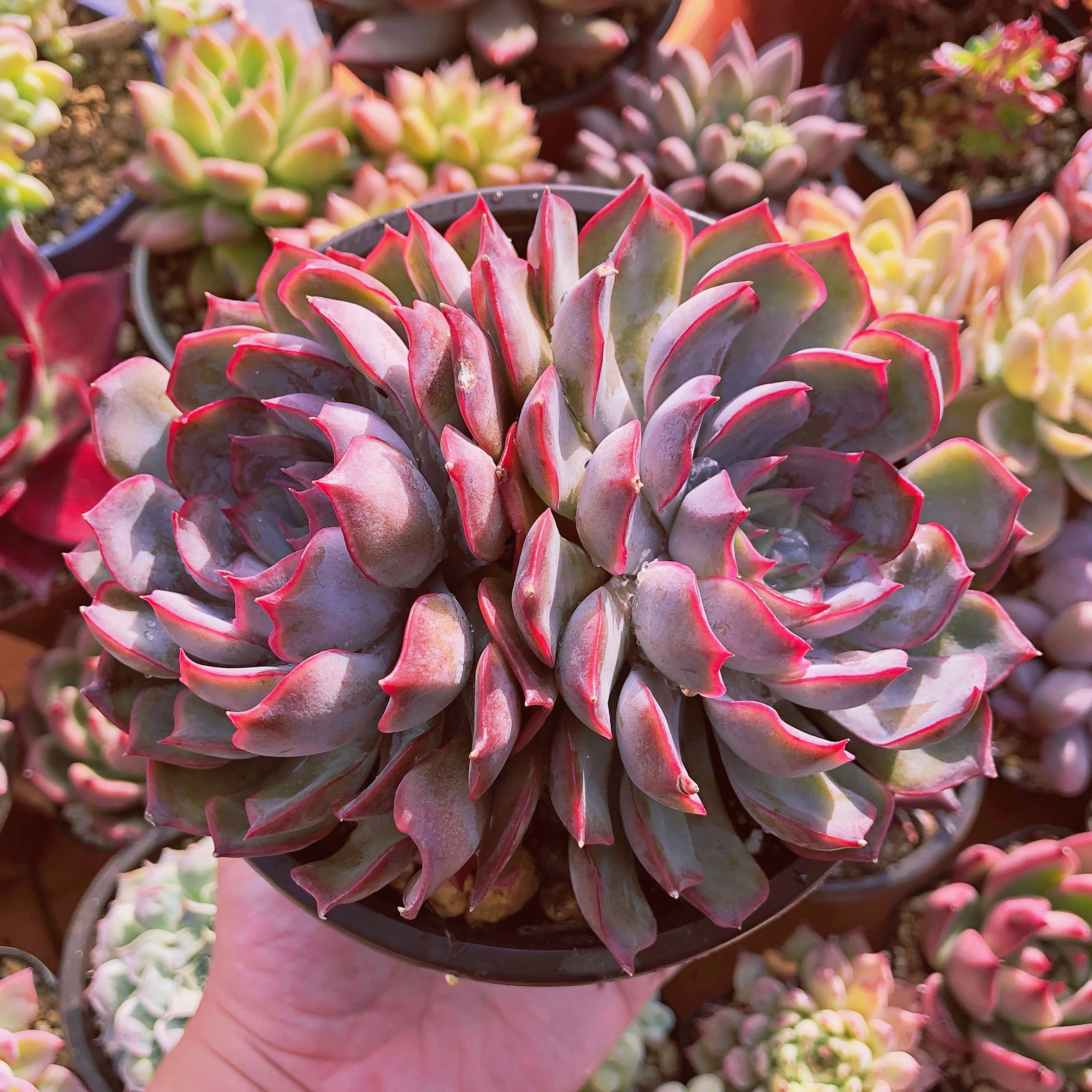 多肉植物 ダークアイス 特大 群生 | るる農園~多肉植物専門