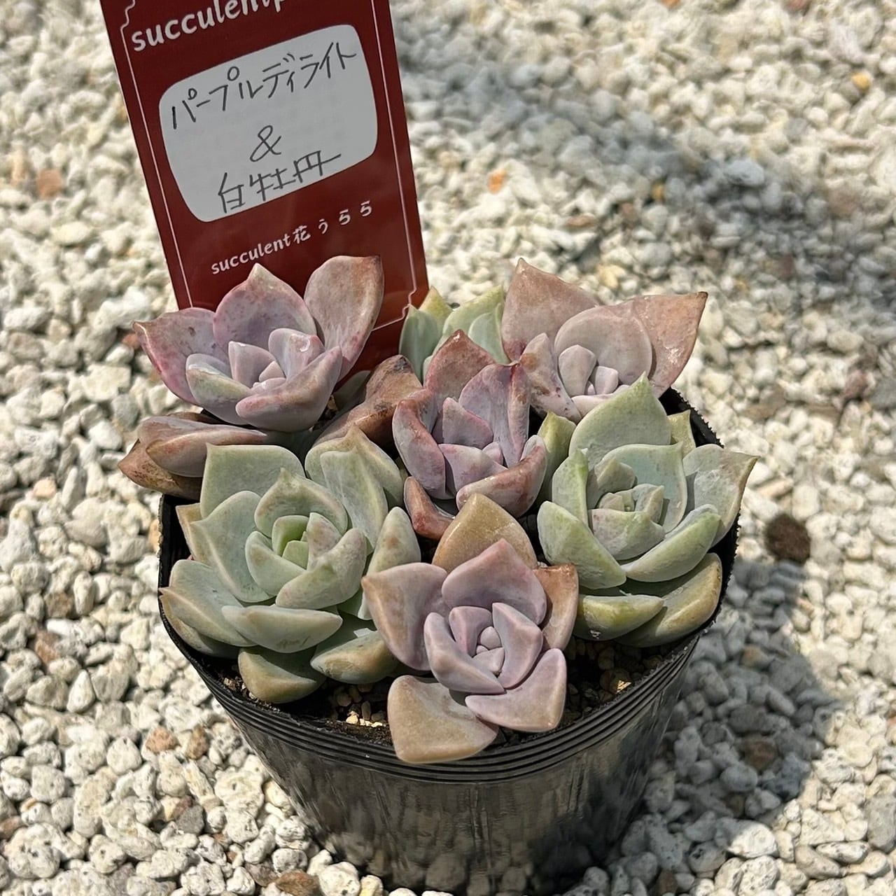 天使の雫 一寸苗 多肉植物 セダム | Succulent 花うらら 〜多肉植物