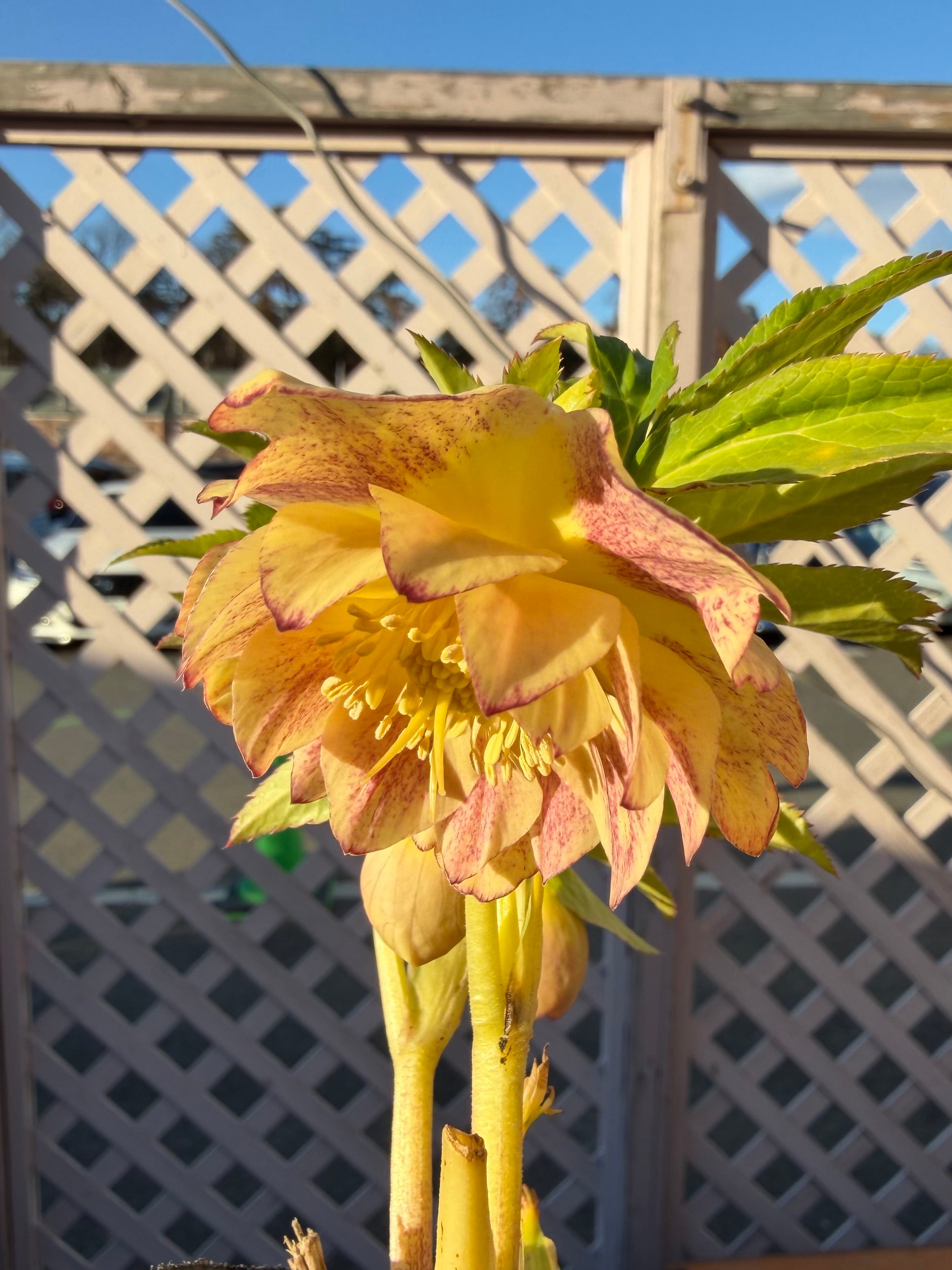 クリスマスローズ　認定プリマヴェーラゴールド　加藤農園 プリマヴェーラゴールド 加藤農園 クリスマスローズ【Ka92】送料無料