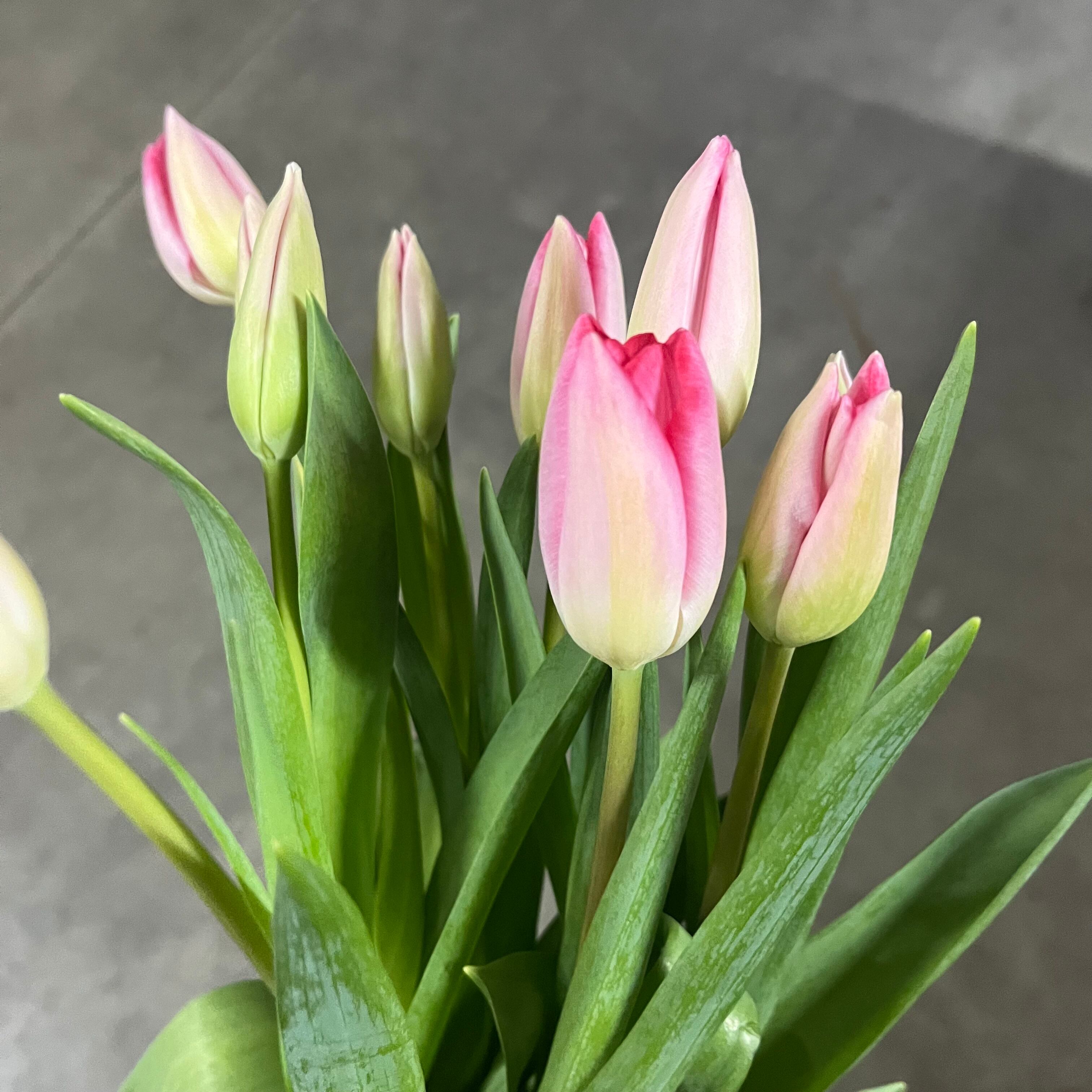 ブラックフライデー】初物チューリップ ピンク（一重咲き） 10本