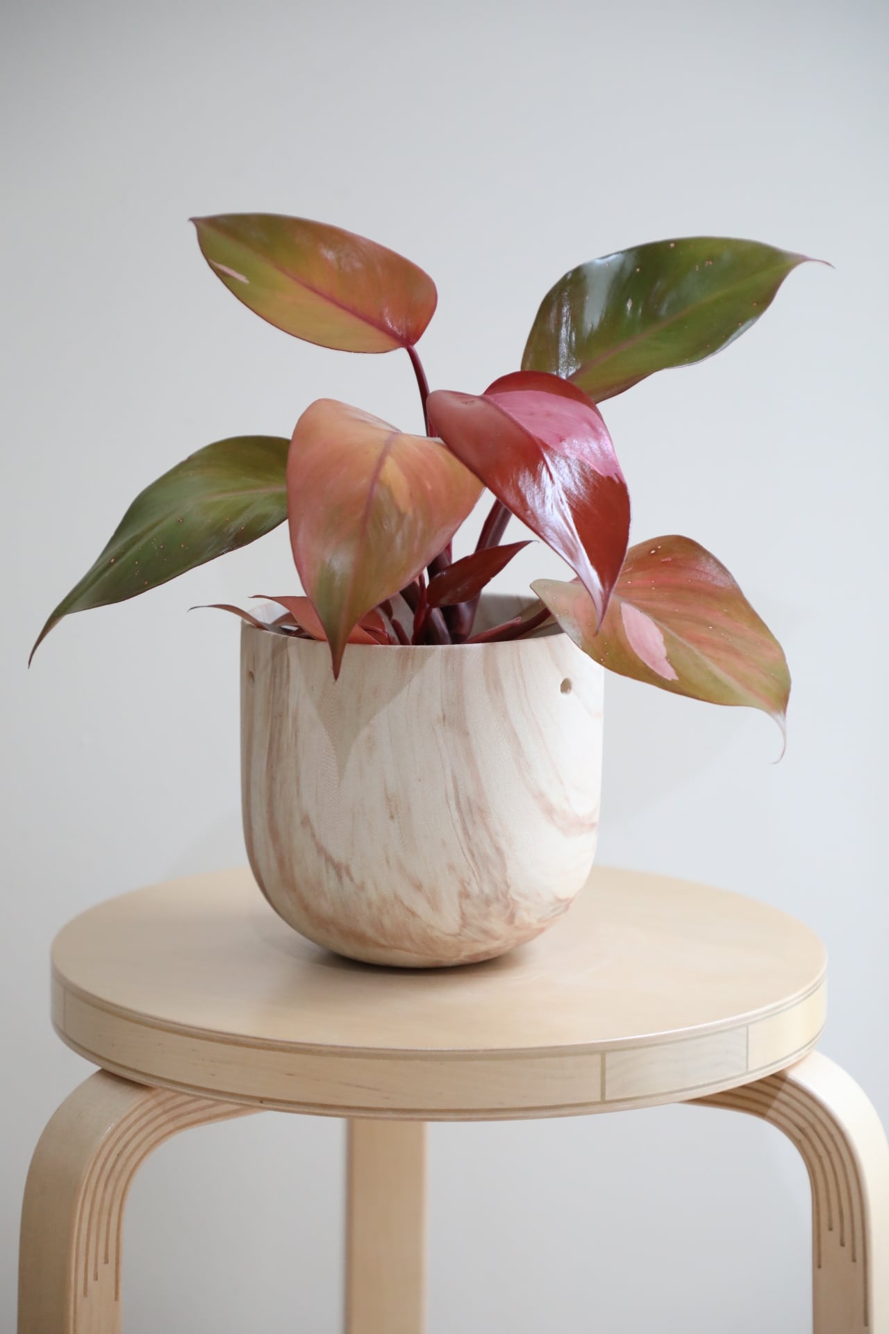 M】フィロデンドロン パーシモンプリンセス/Philodendron | 【厳選植物