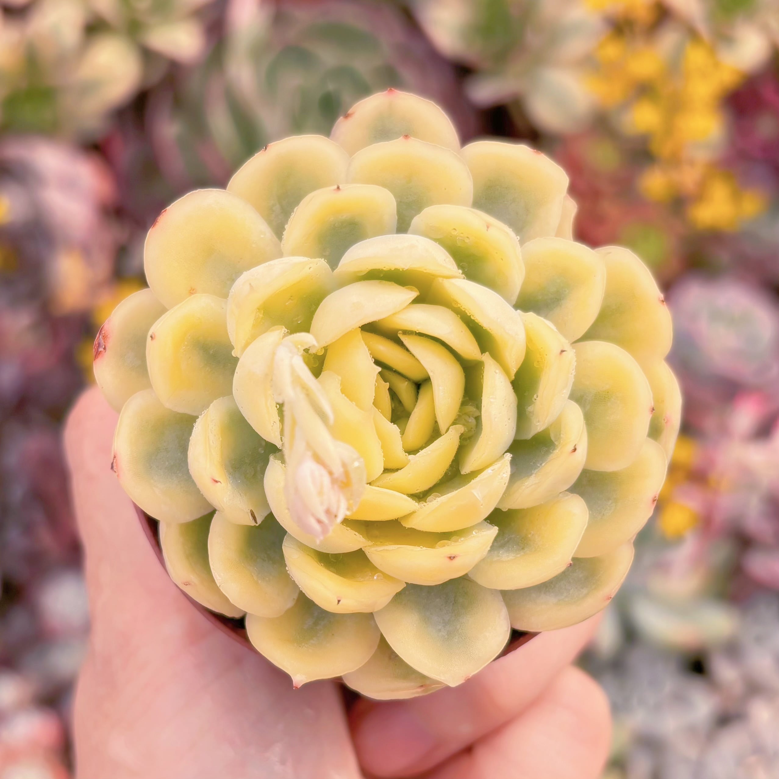 現品　ストロベリーアイス錦#022　　るる農園