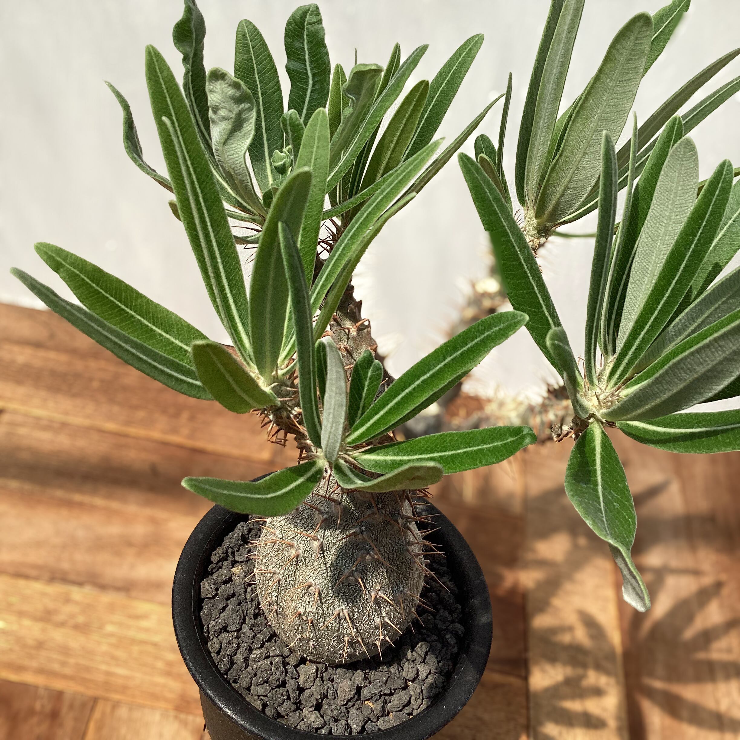 Pachypodium Gracilius【パキポディウム・グラキリス・実生