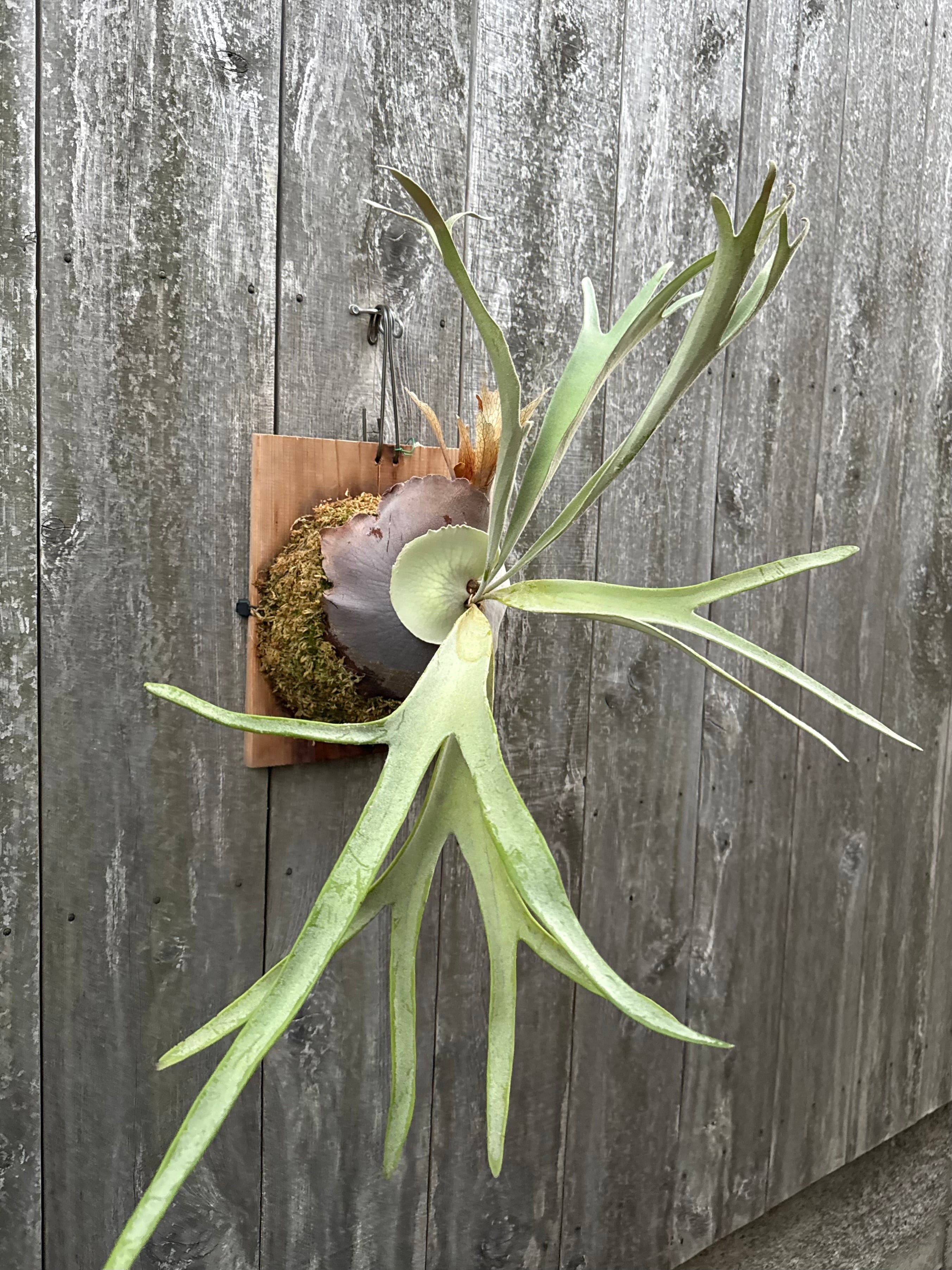 P. veitchii cv. Pang Sida (pup) | naturefix