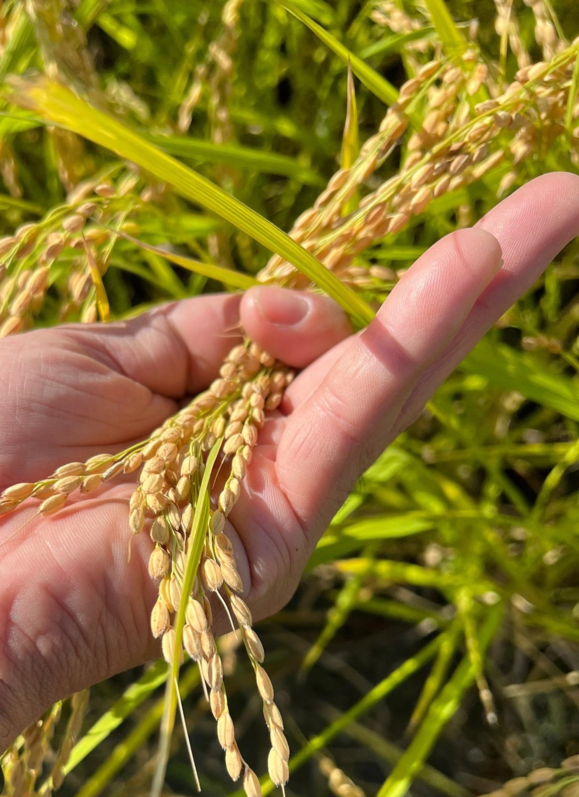 無農薬栽培米6kg(2kg×3袋)『つちのおと』初霜【精米済】おまとめパック(酵素ミネラル農法)岐阜県産 令和7年産