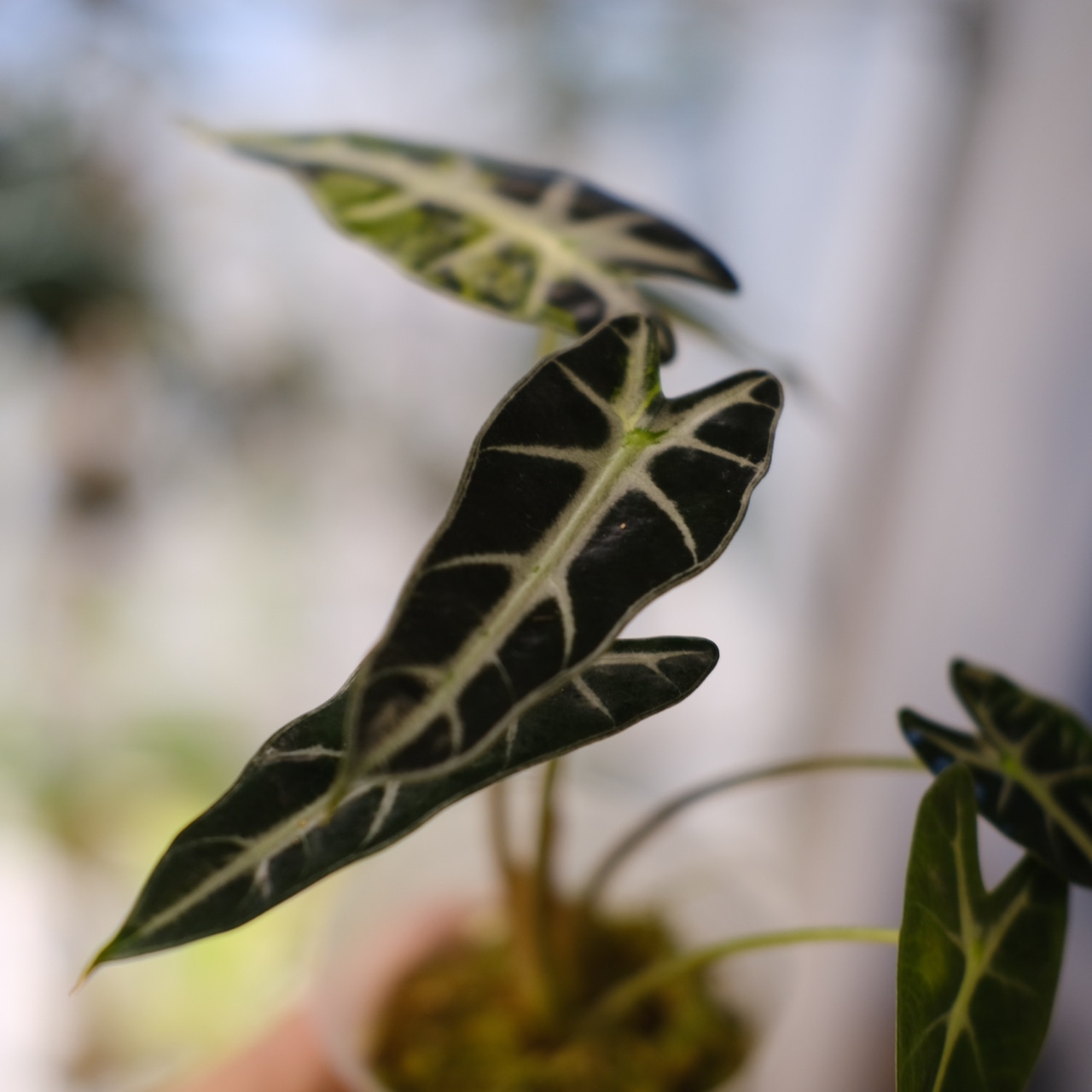 アロカシア バンビーノ イエロー / Alocasia bambino variegated 'Yellow'⑮ / 観葉植物