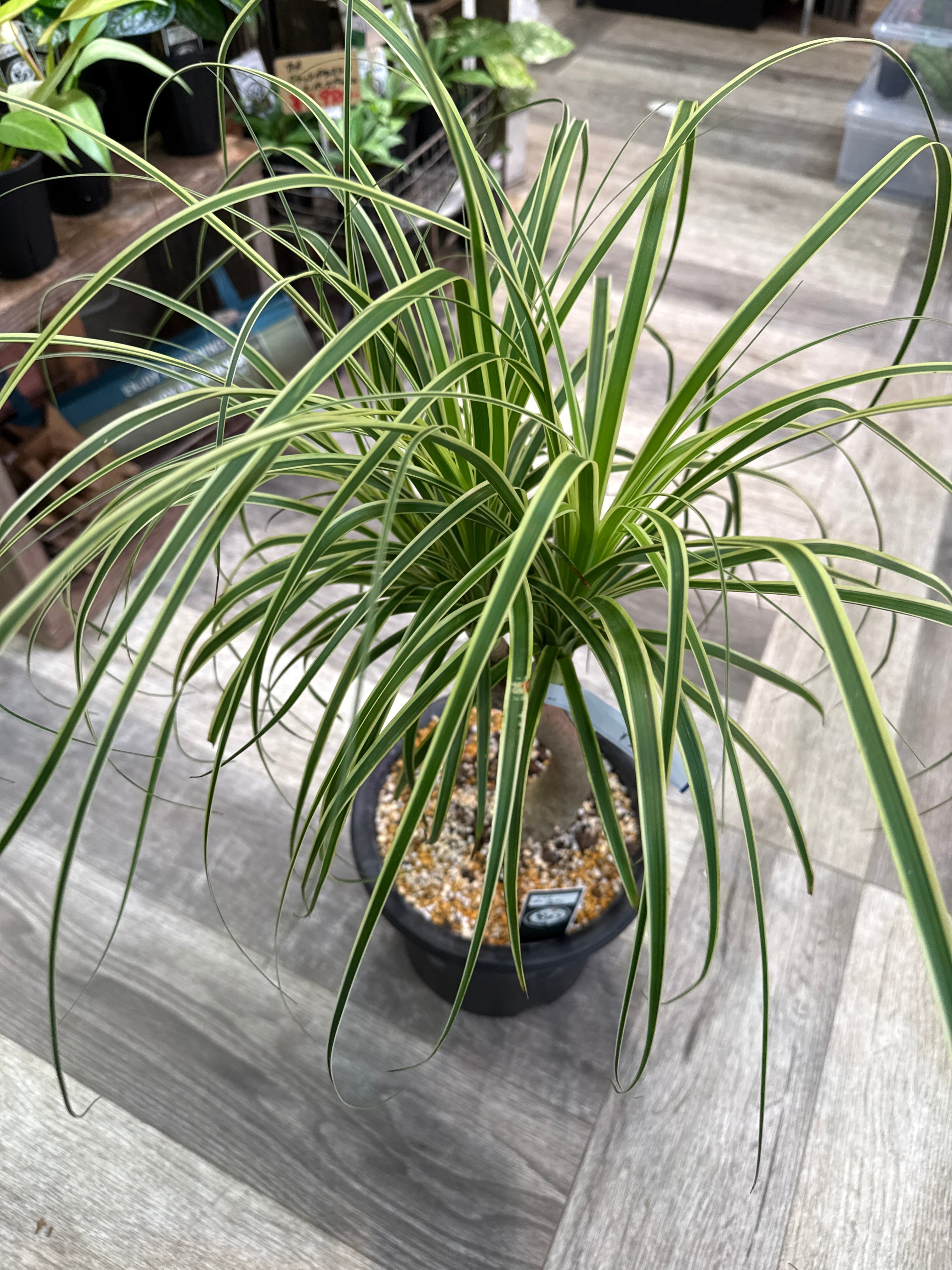 トックリラン ノリナ 覆輪斑 'ポニーテール' | Gardenえん 【観葉熱帯