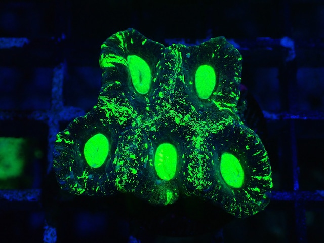 Goniastrea Frag 6"