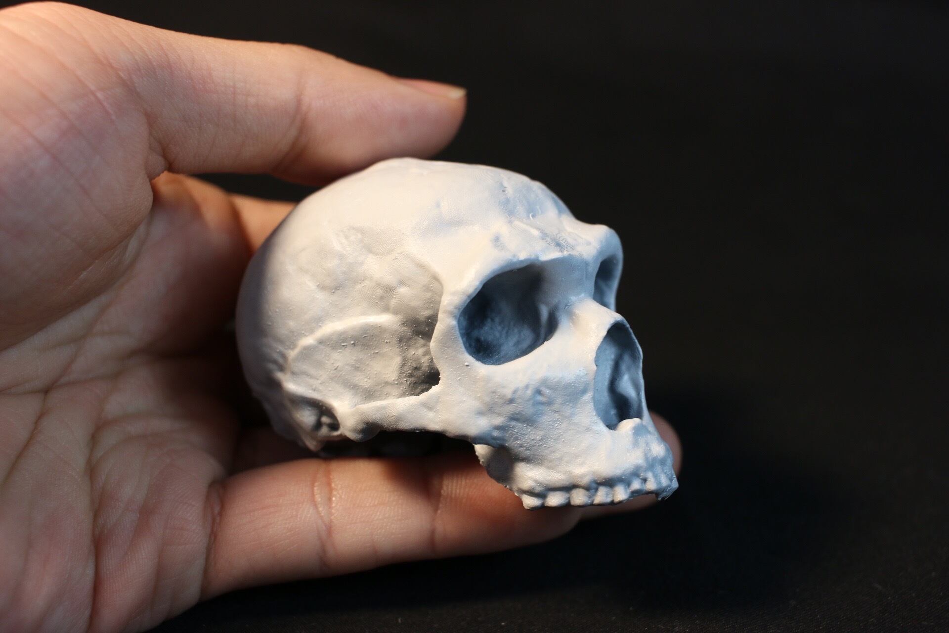 ネアンデルタール人の頭蓋骨、レプリカ。 【公式通販】