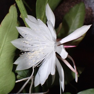Epiphyllum pumilum　５号　吊り鉢　着脱受け皿付き