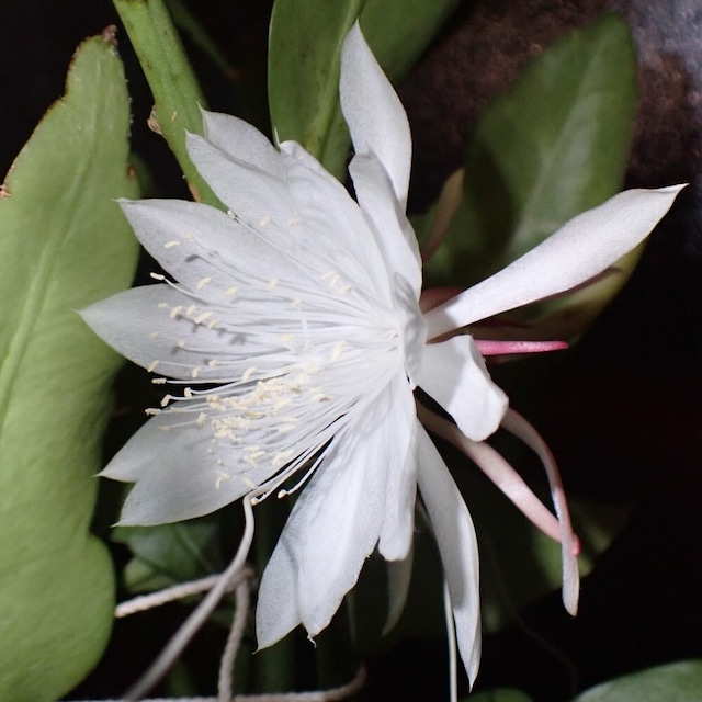 Epiphyllum pumilum　５号　吊り鉢　着脱受け皿付き
