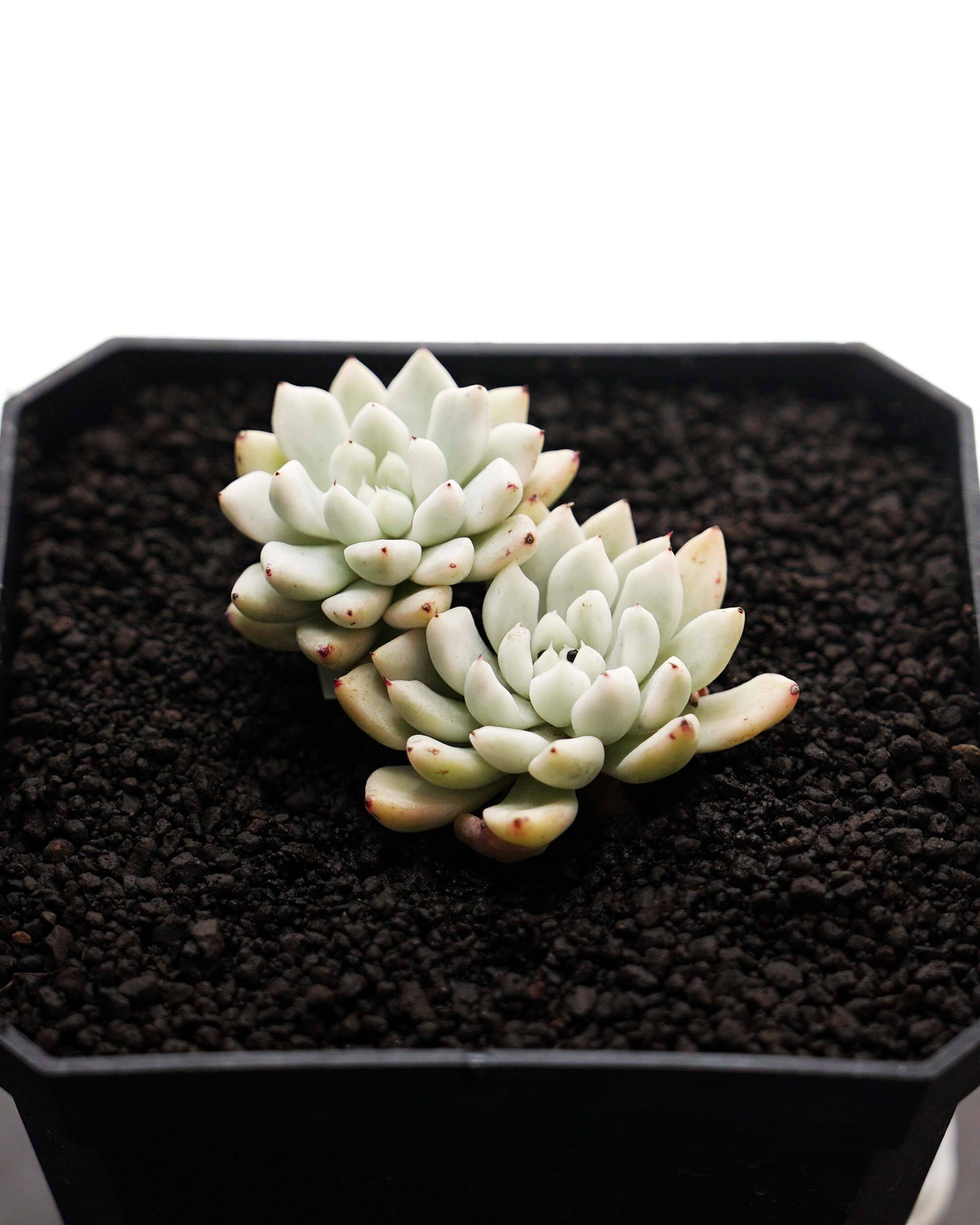 【調整中】ジブリ感ある可愛い見た目！ぽってり幹！アラビカ半島の珍種植物 朝ひらひらと飛ぶアサギマダラ発見！！ 一瞬だったけど、可愛く