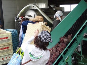 一升瓶白ワイン２本【ワイアードメンバー割】山梨クラフトワインオーナー〈収穫体験＆試食・ワイナリー見学＆試飲〉※オリジナルラベル作成可
