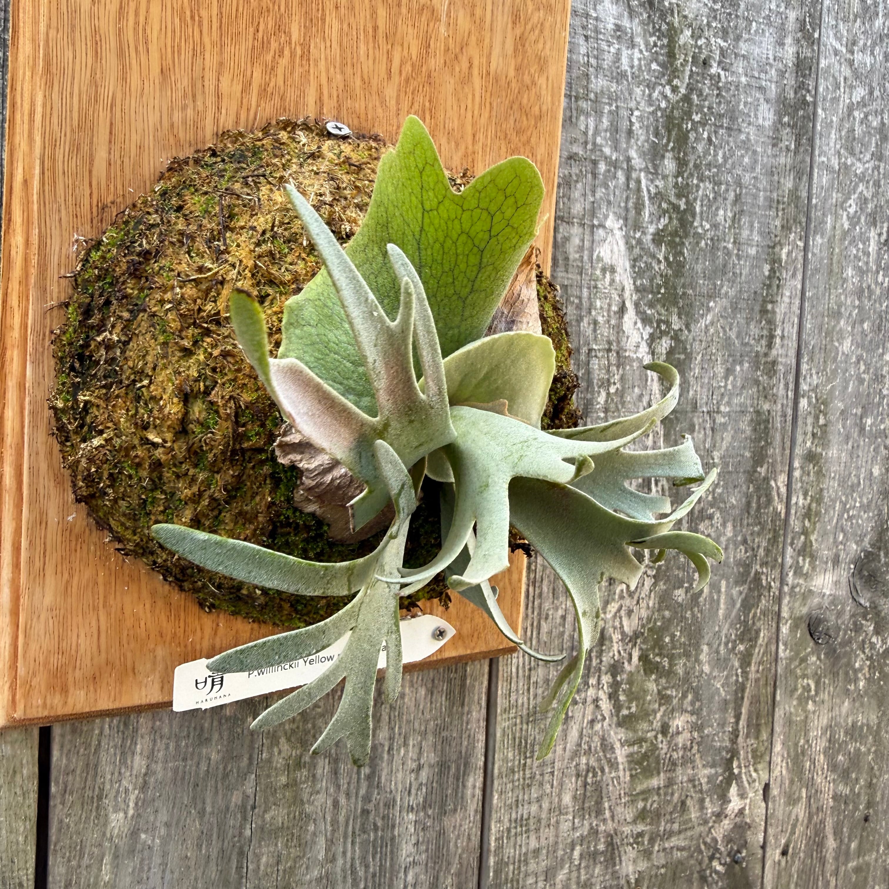 P.willinckii Yellow moon dwarf (from晴花鹿苑) | naturefix