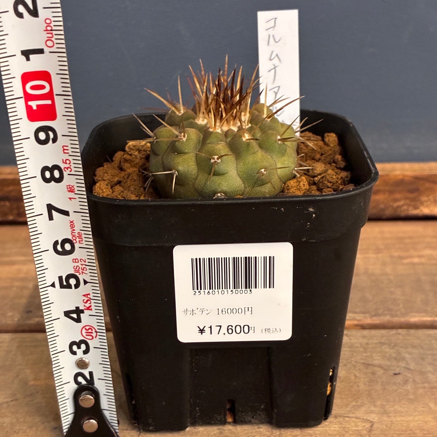 Copiapoa】サボテン コピアポア コルムナアルバ 孤竜丸 実生【307