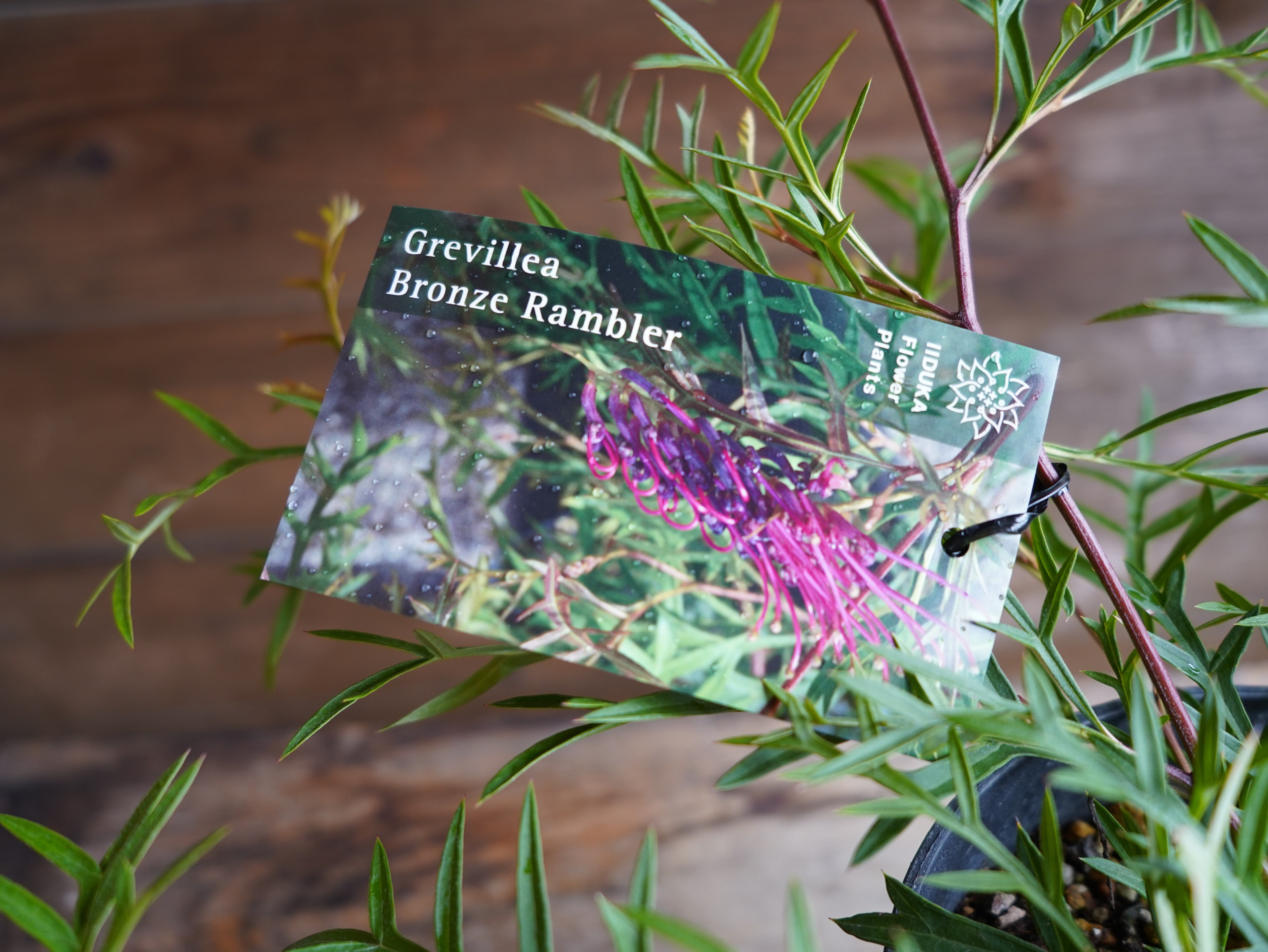 【現物】グレビレア　”ブロンズランバー”　A