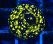 【クーポン併用不可】センベイサンゴ FireWorks