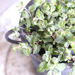 mondimanche 宿根草　ベロニカレッドラインコンパクター｜丈夫　横に広がる　寄せ植え、お庭、花壇に植えると長く楽しめる