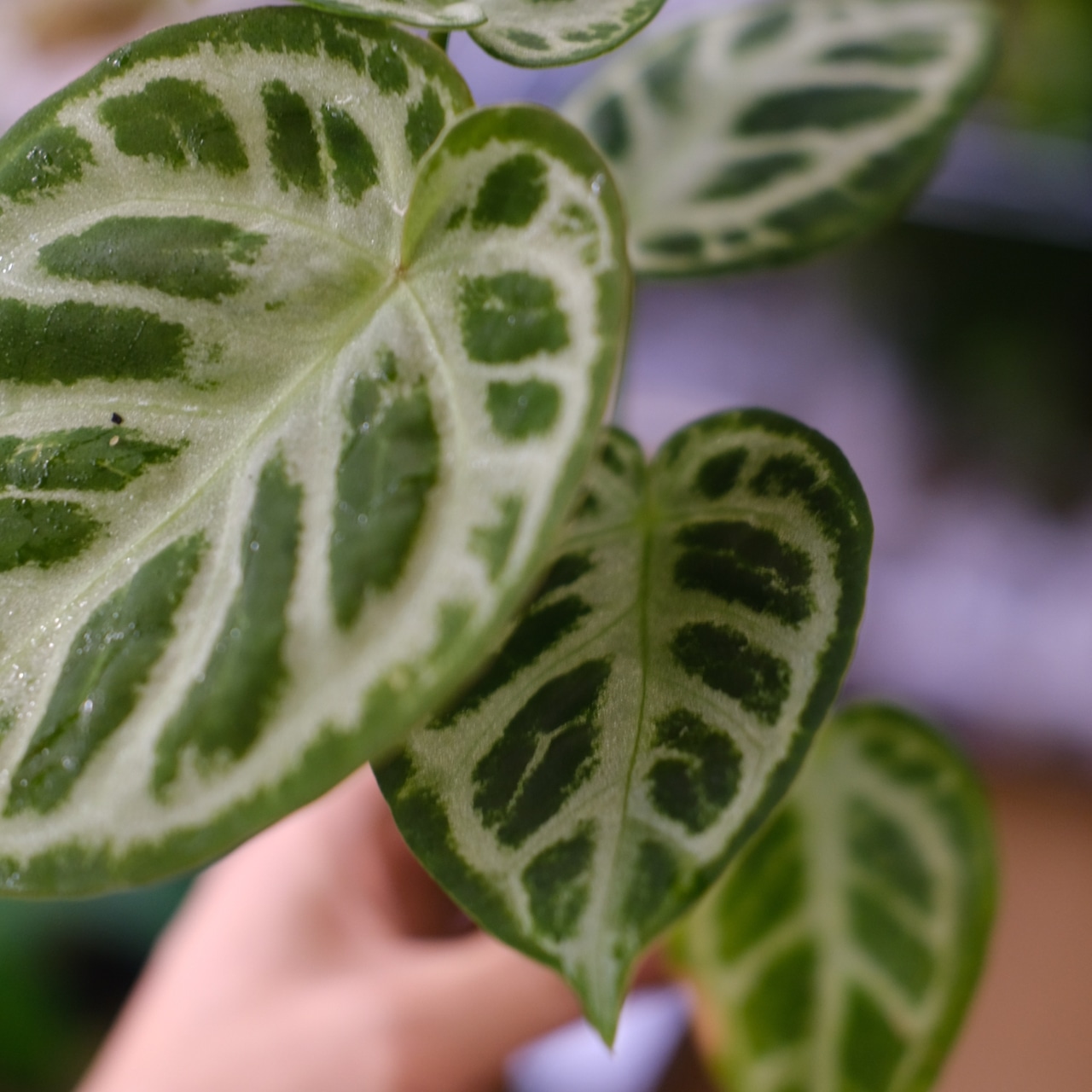 アンスリウム ドラヤキ × シルバーブラッシュ / Anthurium Dorayaki × Anthurium Silver brush⑩/ 観葉植物<育て方・花言葉>