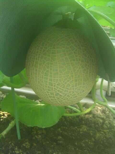 完熟メロン(12月中旬お届け予定)