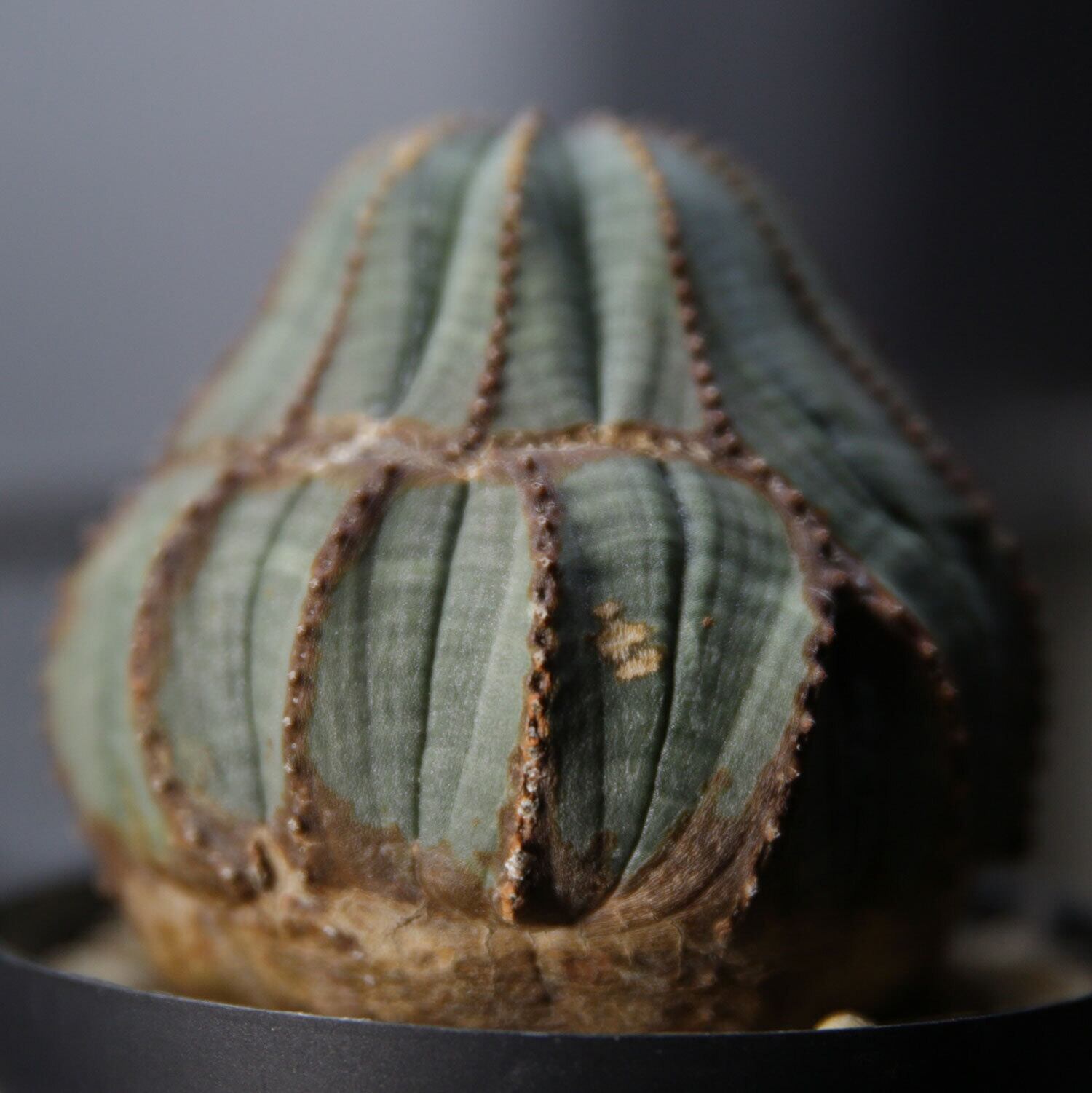 オベサ実生14本セット ユーフォルビア ユーフォルビア・オベサ WE207