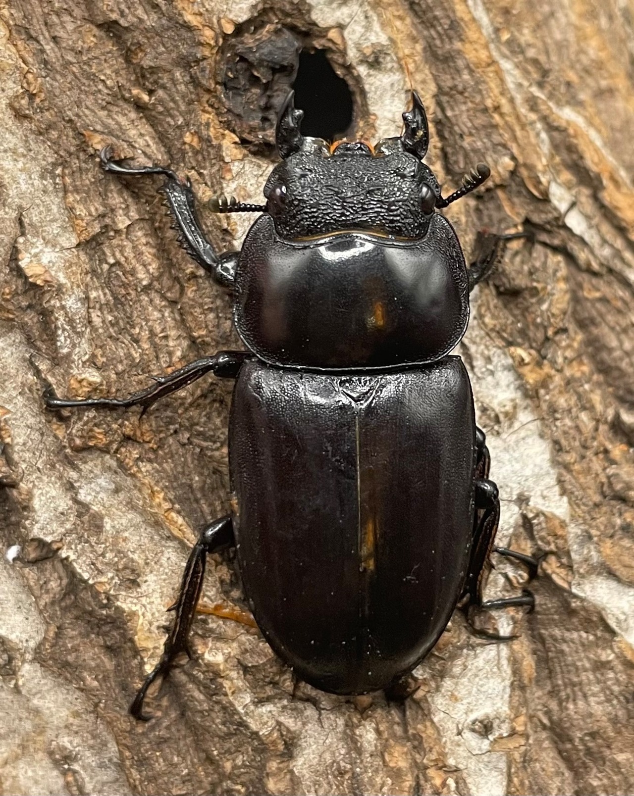 極太系《マレーアンタエウスオオクワ 70mm ペア》