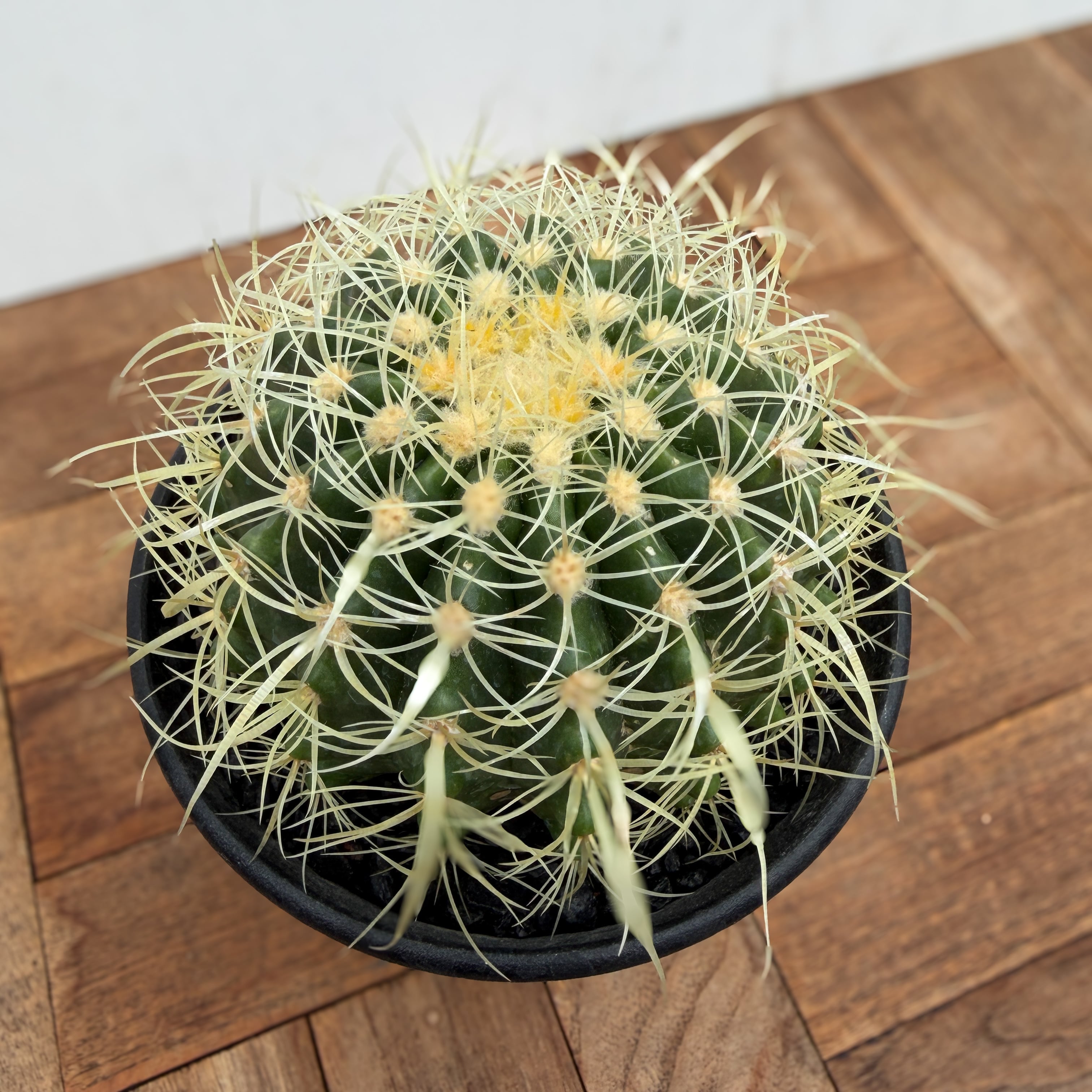 Echinocactus grusonii 【エキノカクタス・パーマネント金鯱