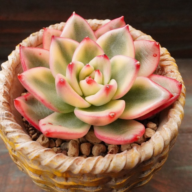 ※レア※【藍色エボニー錦】韓国多肉　エケベリア　覆輪斑　