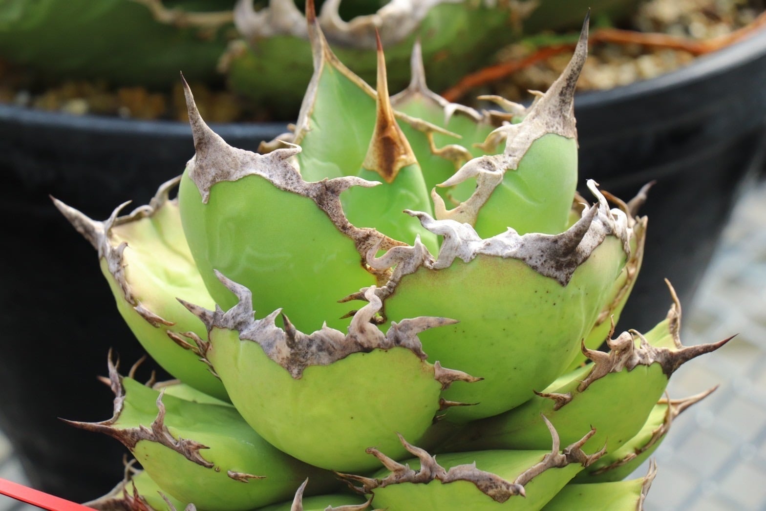 アガベ | THE CORE