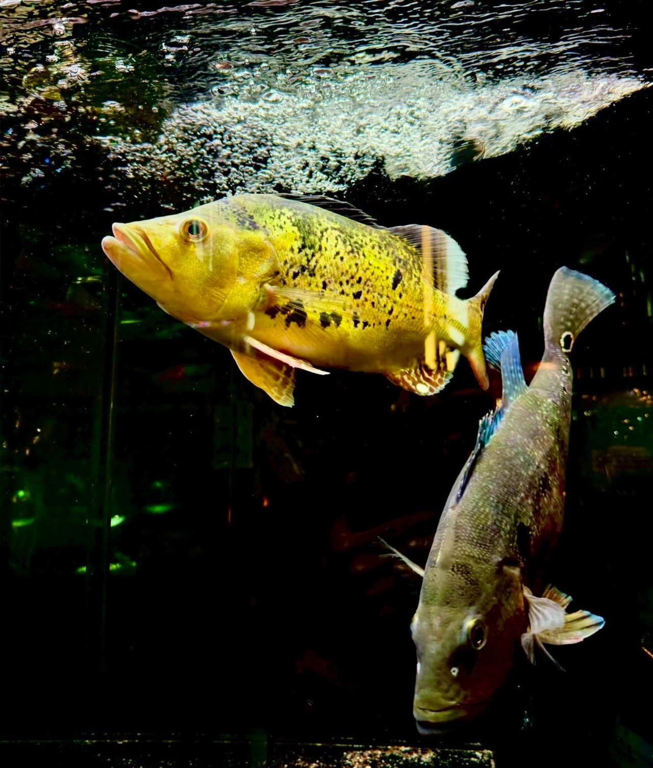 タイガーマーブルケルベリー・ウルトラショートBIGボディー - 2