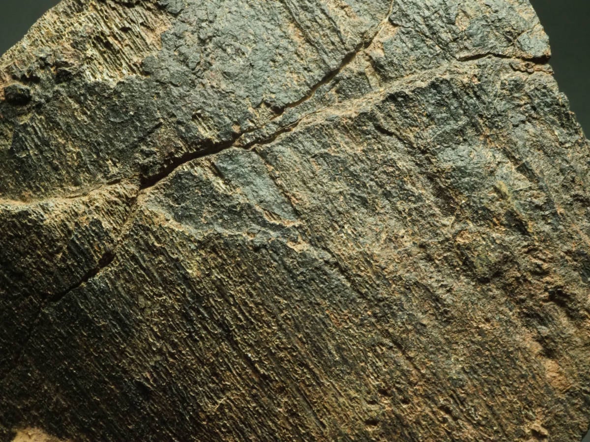 甲冑魚の化石【板皮類】【モデル付き】モロッコ王国産/ダンクル