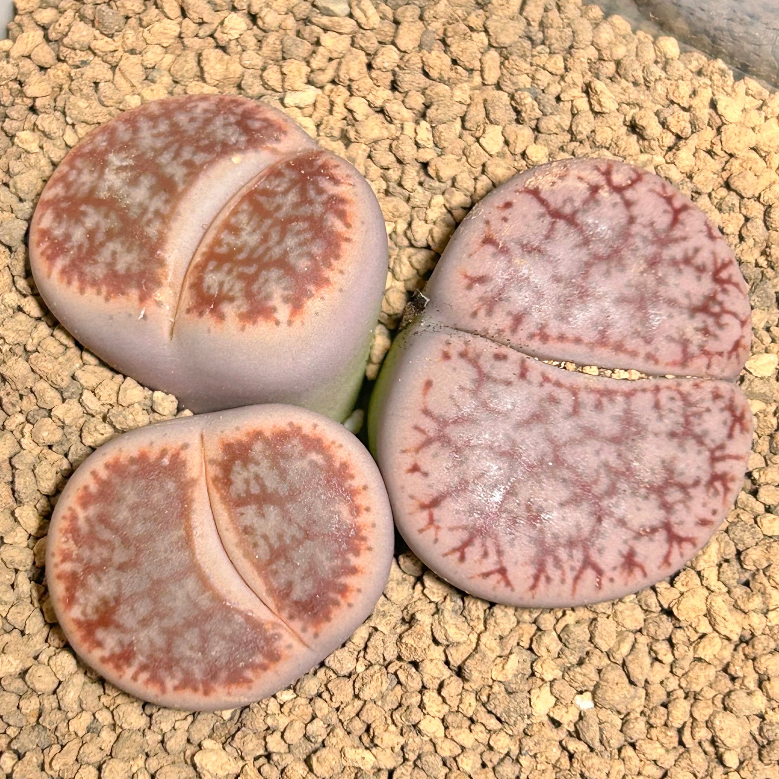 リトープス | RuPo 多肉植物専門店