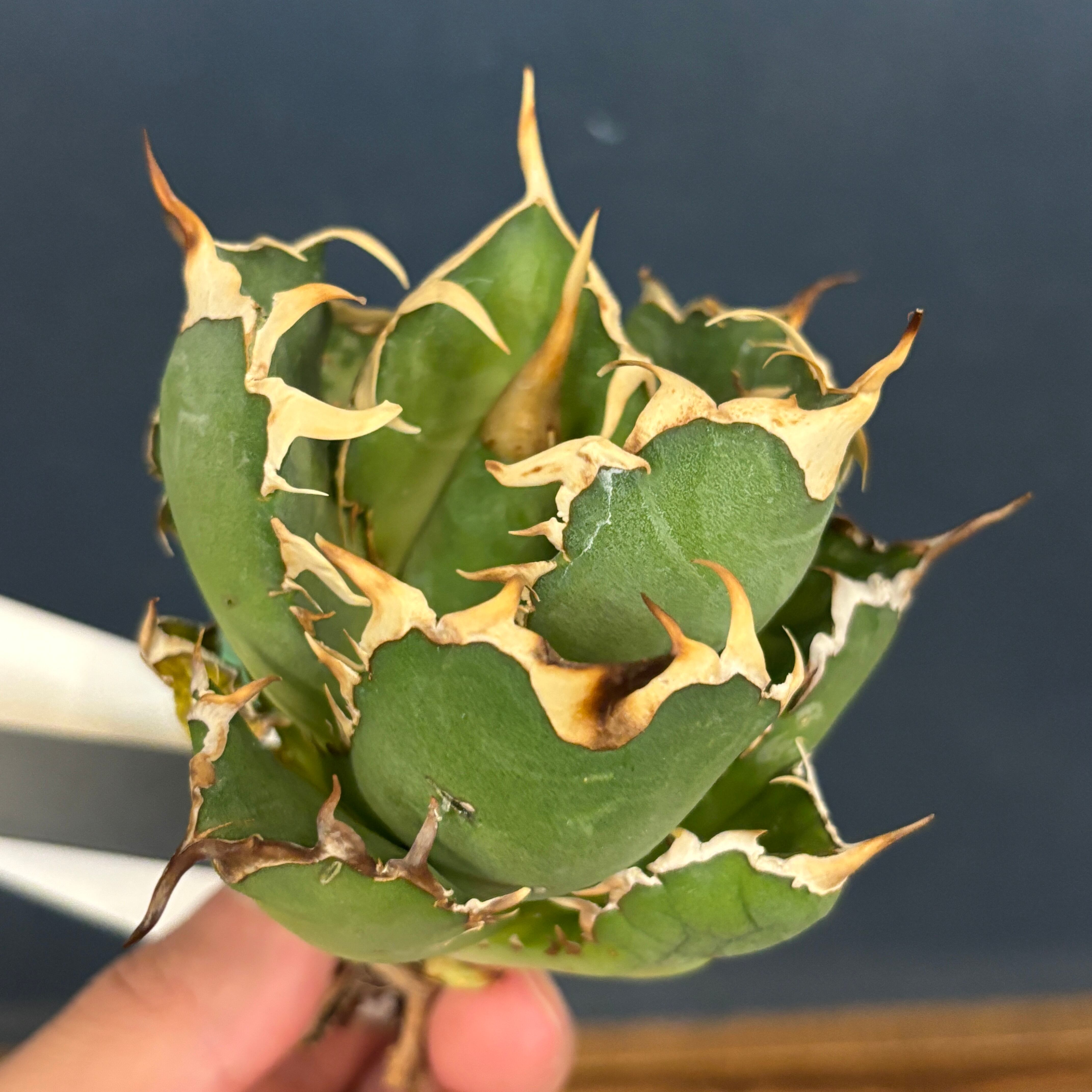 アガベ | PROTOLEAF プロトリーフ