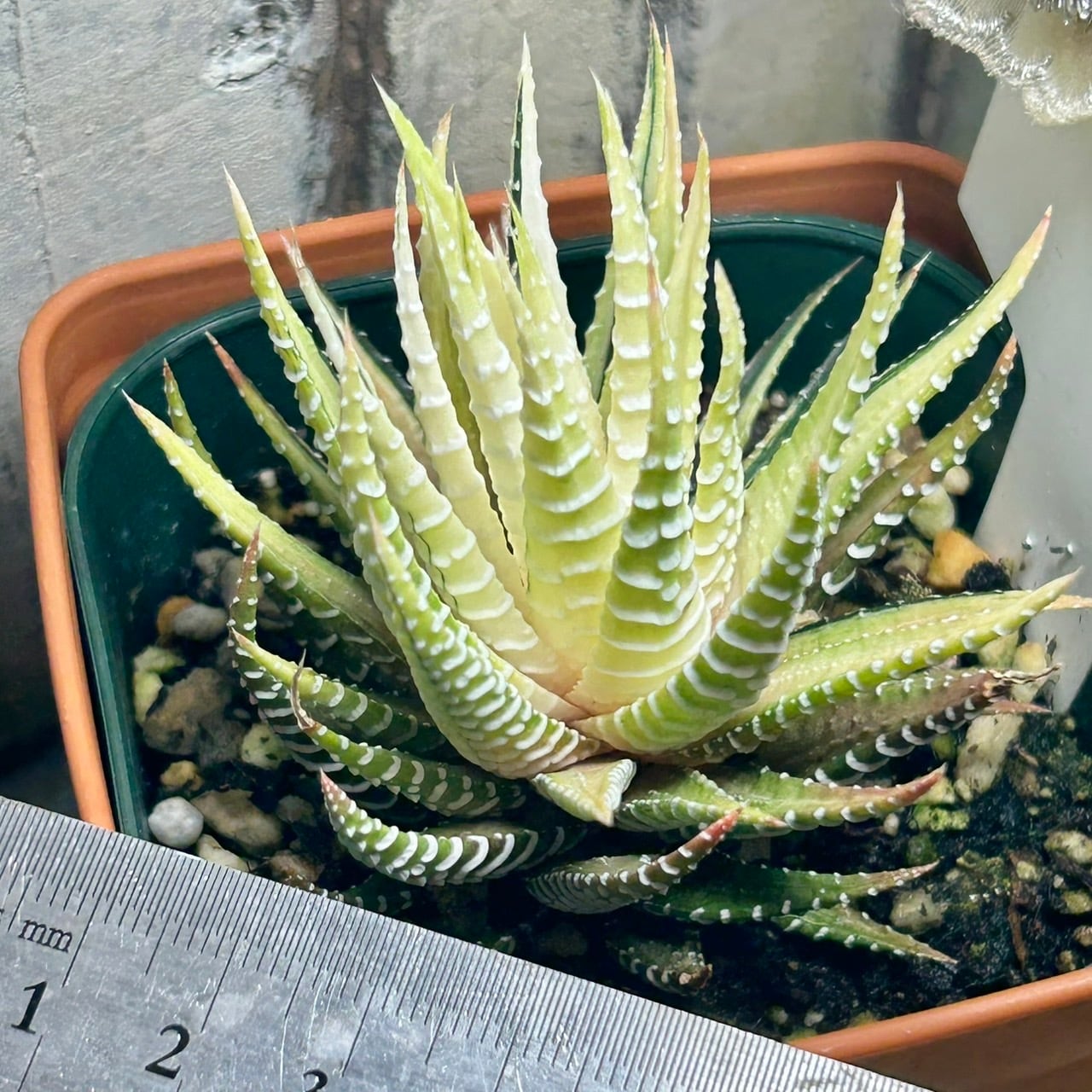 ハオルチア白蝶 | RuPo 多肉植物専門店