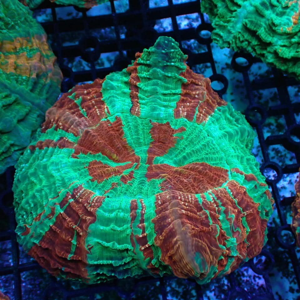 アザミハナガタサンゴ | HOUSE REEF(ハウスリーフ)サンゴ・海水魚