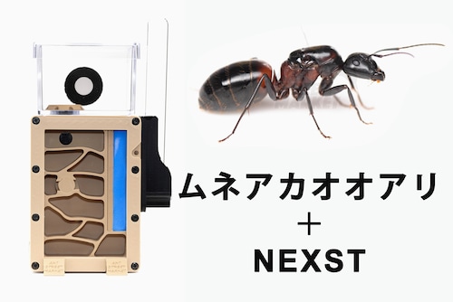 【組立無料】NEXST＋ムネアカオオアリセット