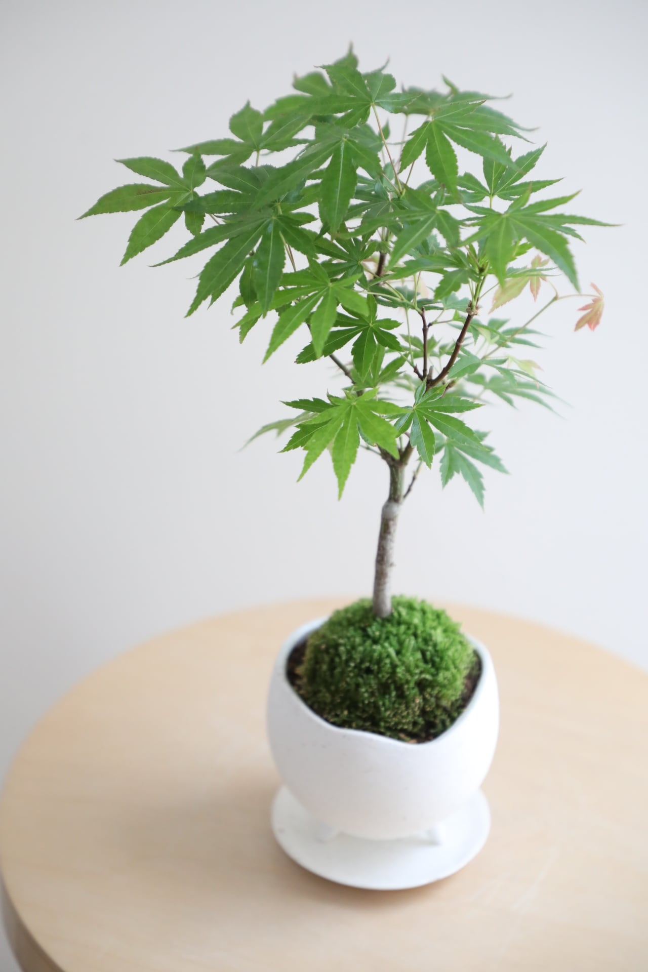 S】ヤマモミジ 盆栽/Japanese maple bonsai | 【厳選植物・器】MIDORI