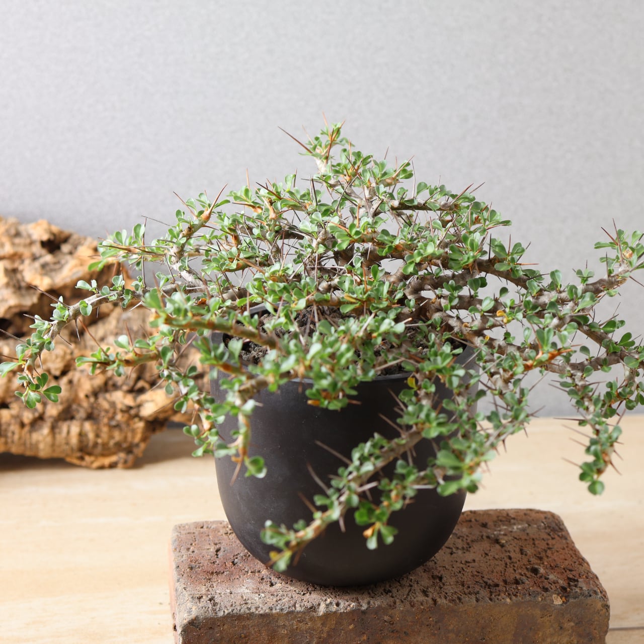 Phyllanthus urinaria Pink⑥│フィランサス・ウリナリア Phyllanthus urinaria Pink⑥│フィランサス・ウリナリア Phyllanthus